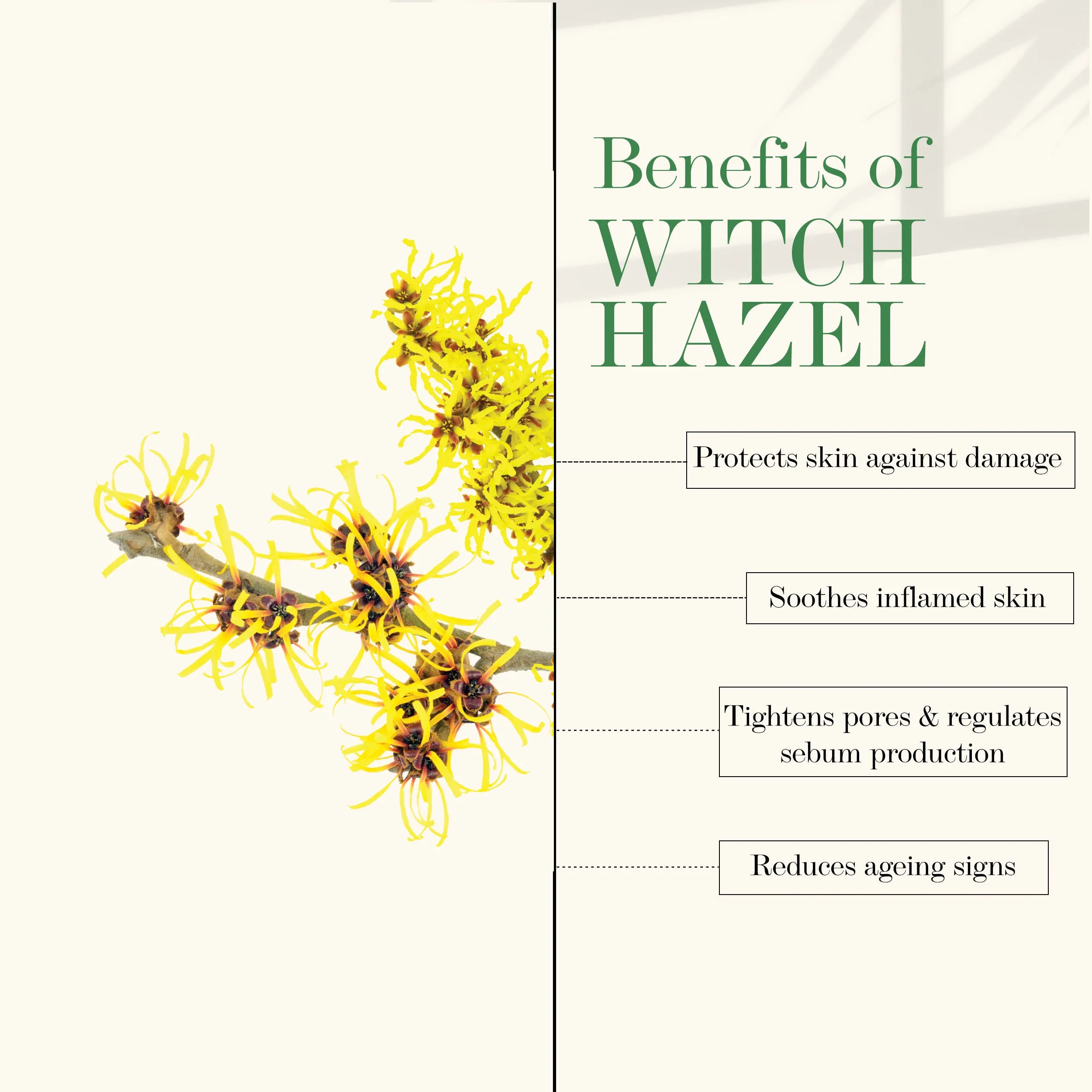 Good Vibes Witch Hazel Soothing Toner | Hydrating, Soothing | No Parabens, No Alcohol, No Sulphates, No Mineral Oil, No Animal Testing (120 ml)