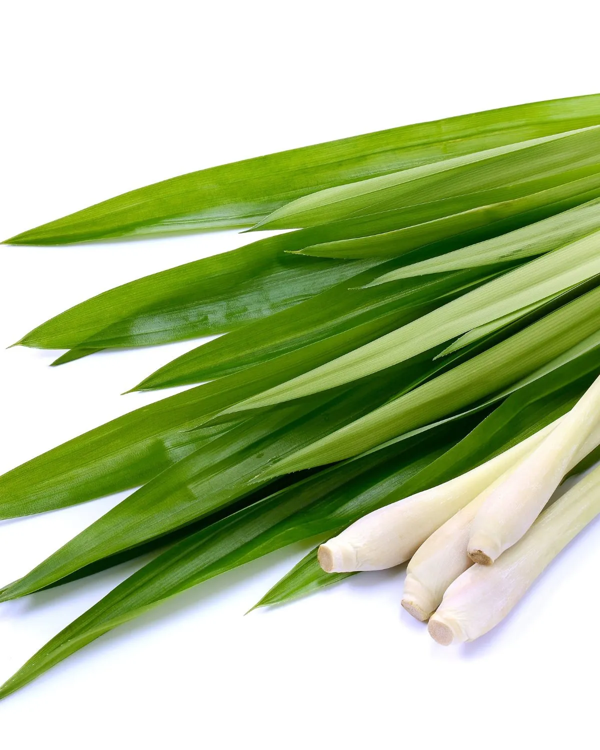 Indian Lemongrass Essential Oil